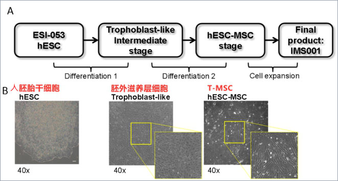 T-MSC是由人胚干细胞经滋养层细胞中间体定向分化而来